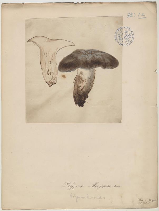 Polypore blanc-gris (?) ; champignon