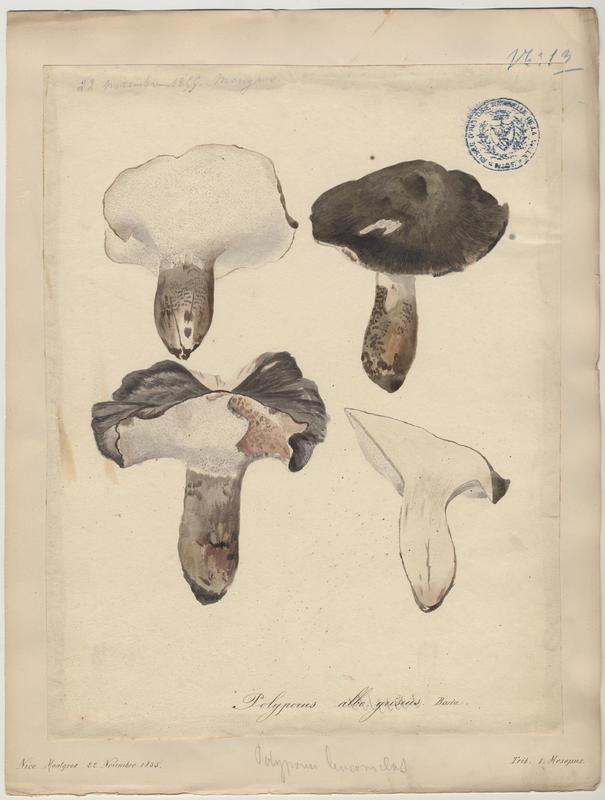 Polypore blanc-gris (?) ; champignon