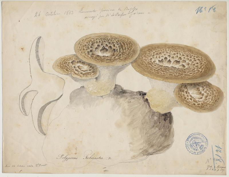 Polypore à sclérote ; champignon