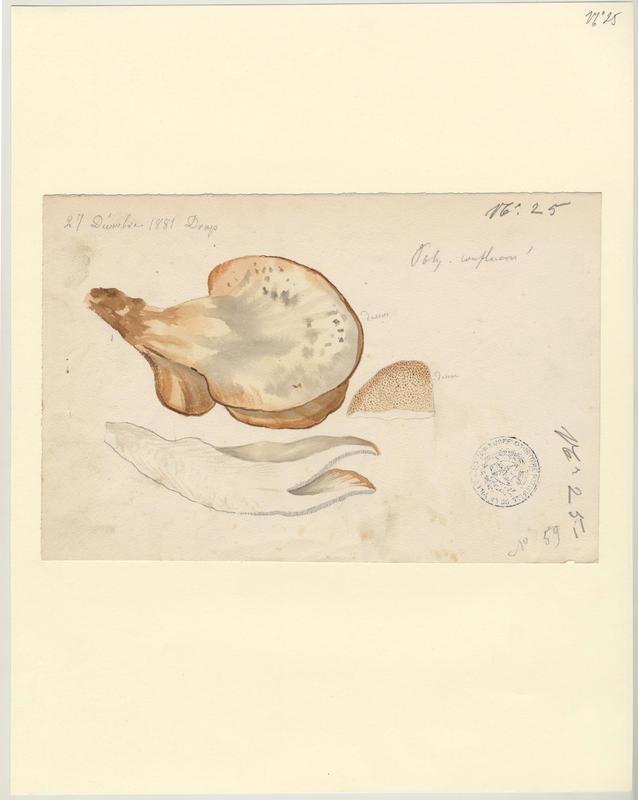 Polypore confluent ; champignon