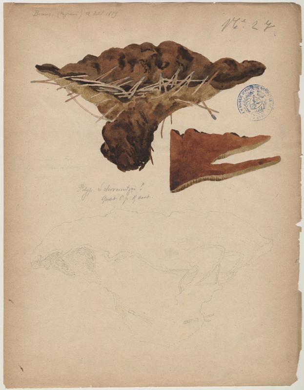 Polypore éponge ; Phéole de Schweinitz ; Polypore des teinturiers ; champignon