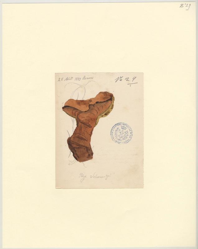 Polypore éponge ; Phéole de Schweinitz ; Polypore des teinturiers ; champignon