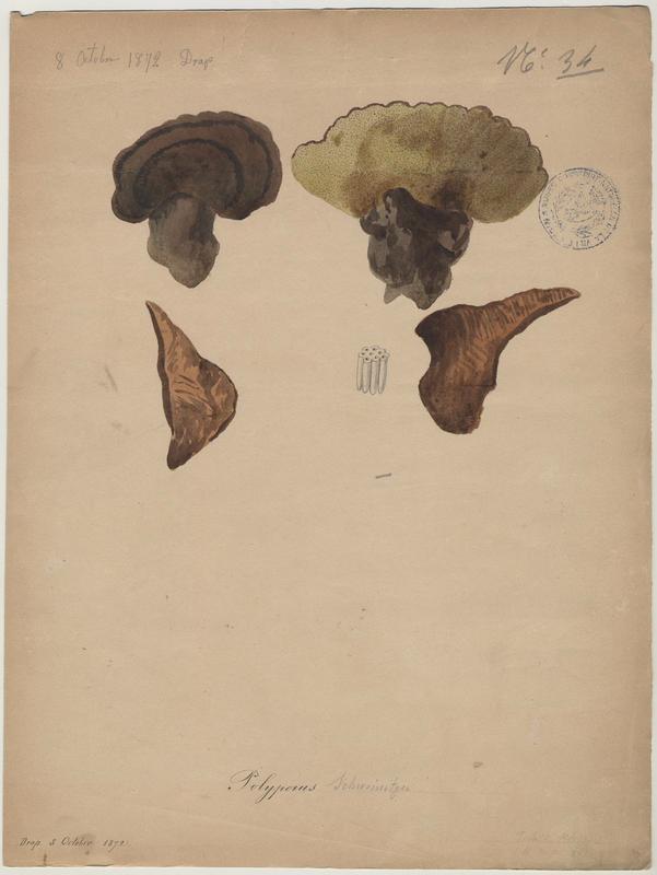 Polypore éponge ; Phéole de Schweinitz ; Polypore des teinturiers ; champignon