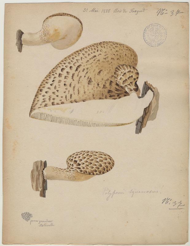 Polypore écailleux ; champignon