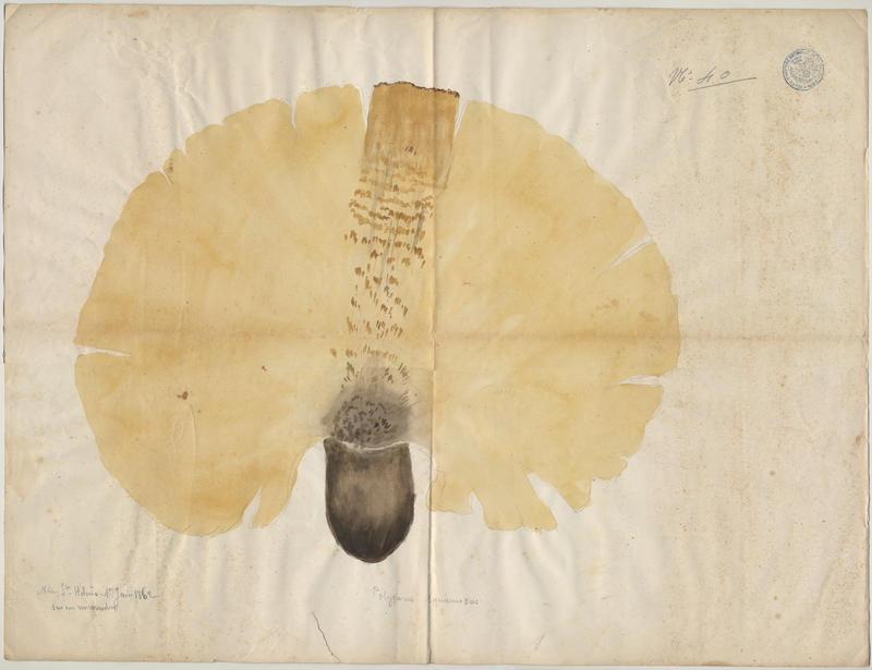 Polypore écailleux ; champignon