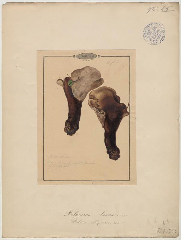 Polypore ; champignon