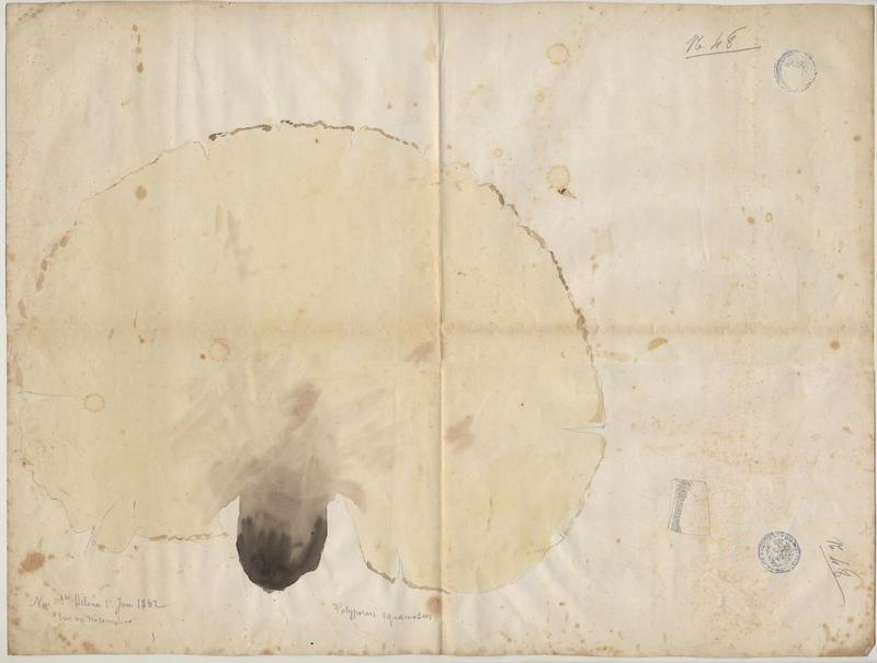 Polypore écailleux ; champignon