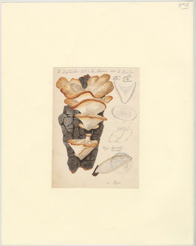 Polypore boréal ; champignon