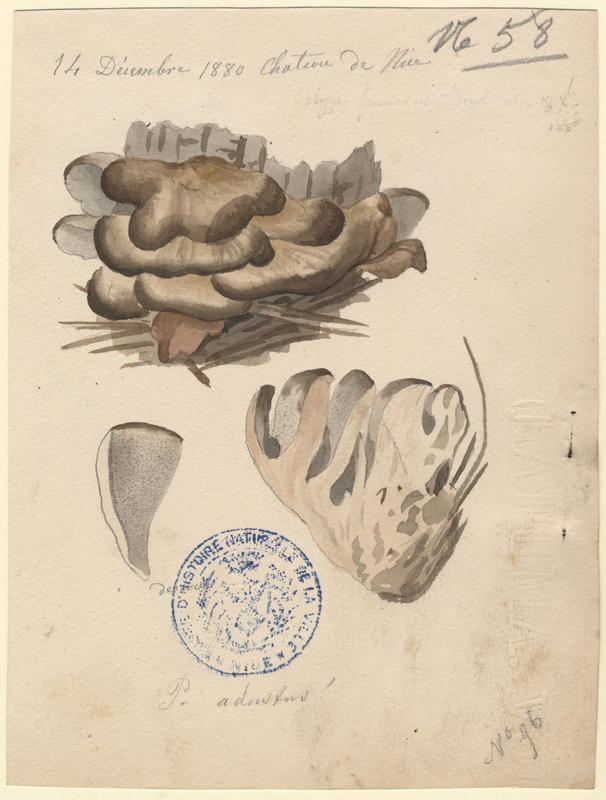 Tramète brûlée ; Polypore brulé ; champignon