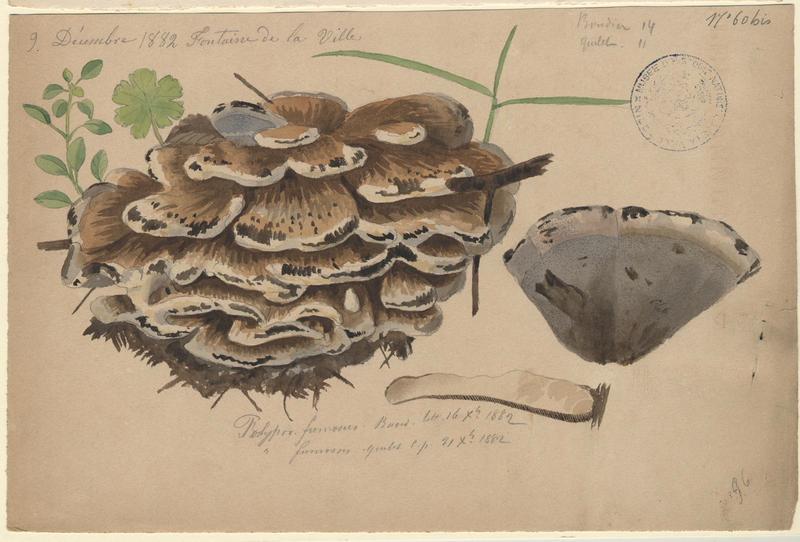 Polypore enfumé ; champignon