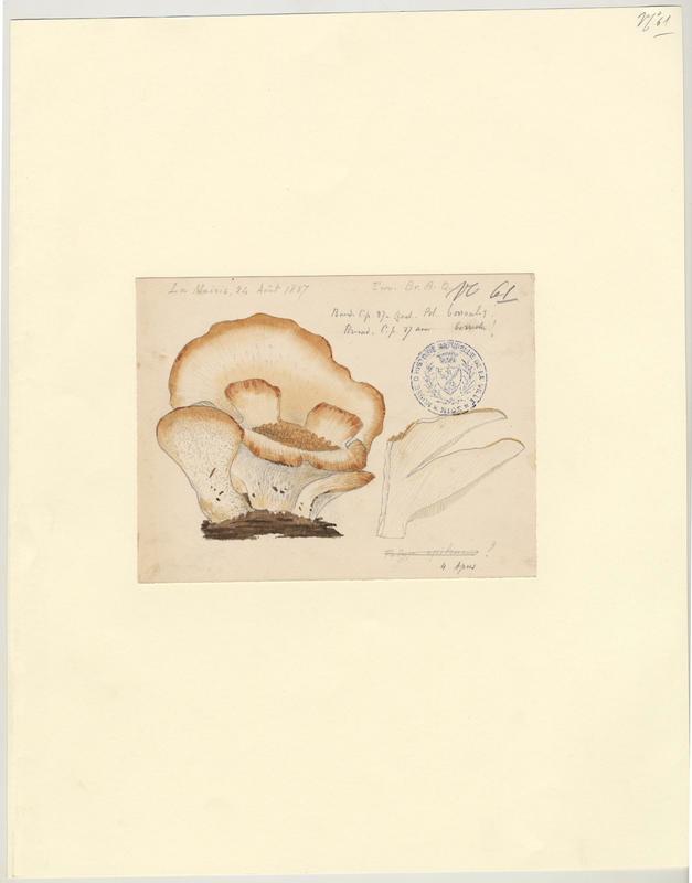 Polypore ; champignon
