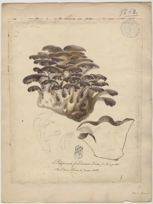Polypore en touffe ; Polypore en fronde ; Choux-fleur ; Poule des bois ; champignon