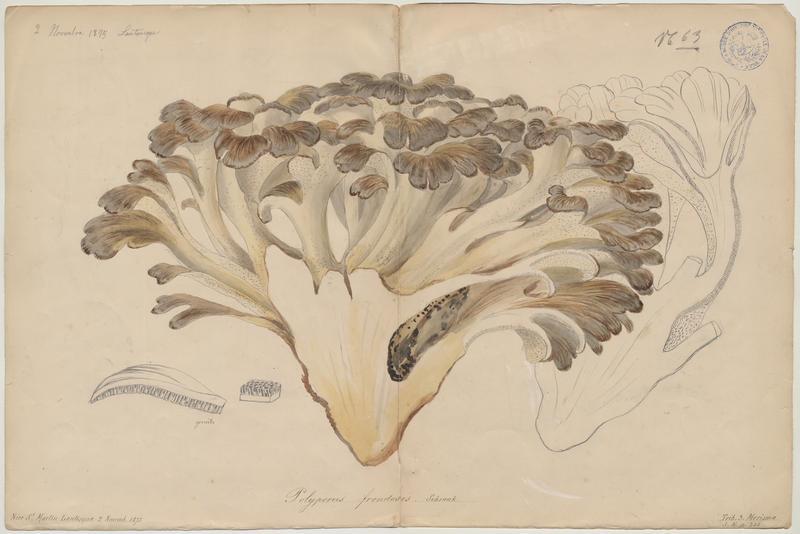 Polypore en touffe ; Polypore en fronde ; Choux-fleur ; Poule des bois ; champignon