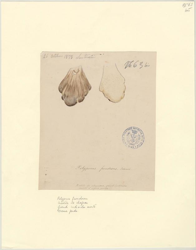 Polypore en touffe ; Polypore en fronde ; Choux-fleur ; Poule des bois ; champignon