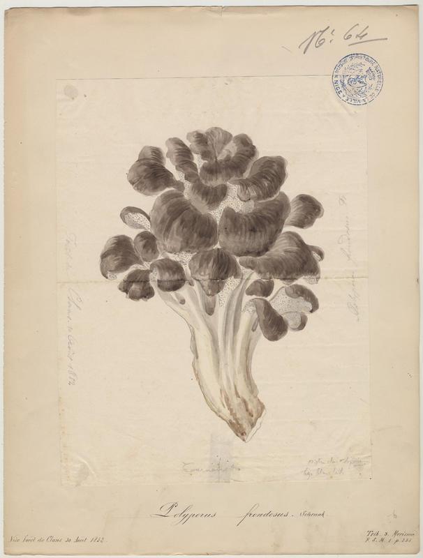 Polypore en touffe ; Polypore en fronde ; Choux-fleur ; Poule des bois ; champignon