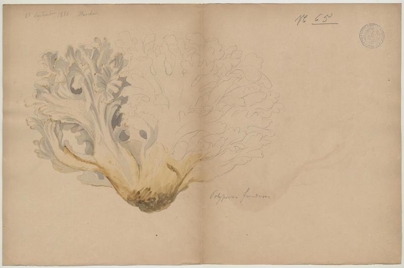 Polypore en touffe ; Polypore en fronde ; Choux-fleur ; Poule des bois ; champignon