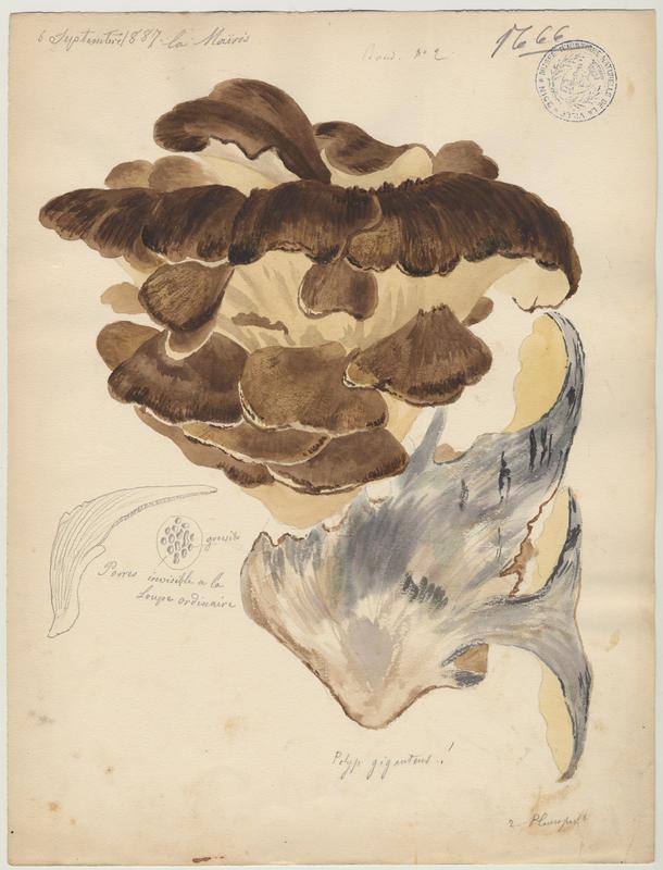 Polypore gigantesque ; champignon