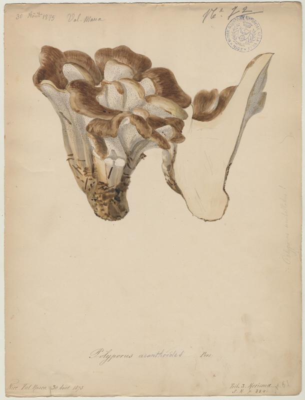 Polypore gigantesque ; champignon