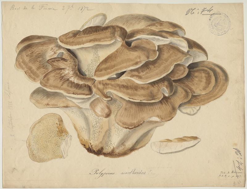 Polypore gigantesque ; champignon