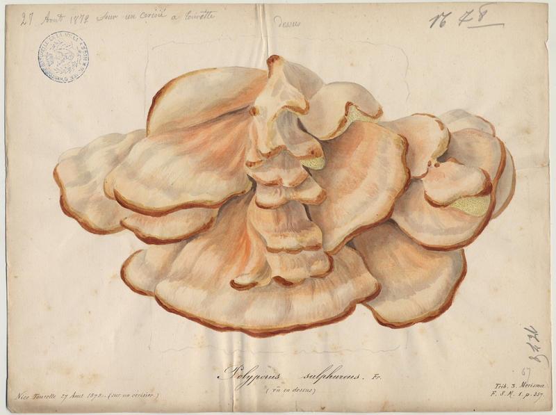 Polypore soufré ; champignon