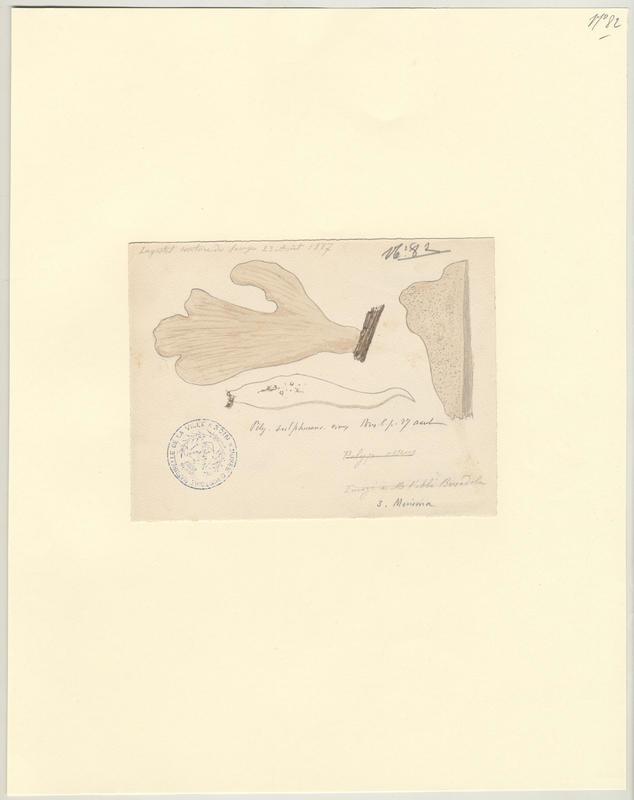 Polypore soufré ; champignon