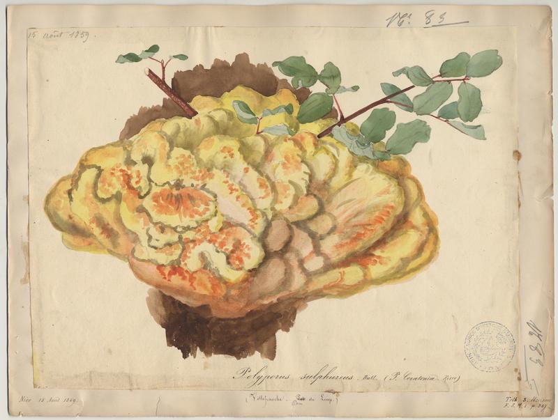 Polypore soufré ; champignon