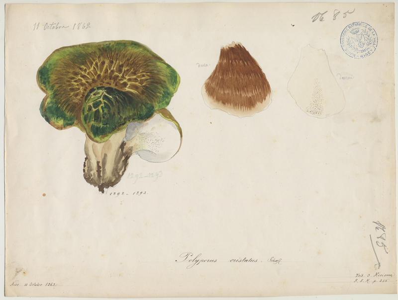 Polypore craquelé ; Polypore à crête ; champignon
