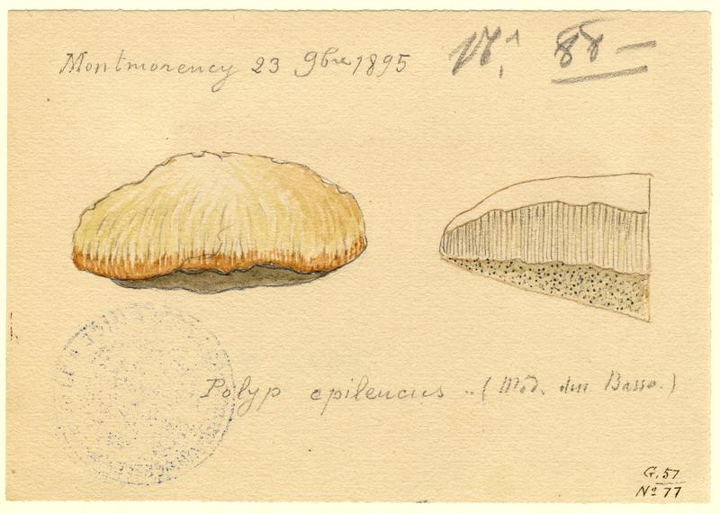 Polypore ; champignon