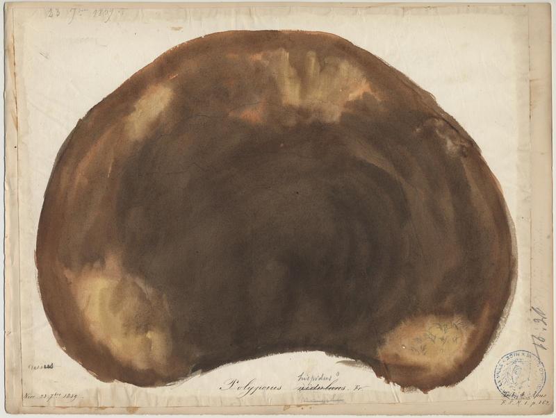 Polypore rutilant ; champignon