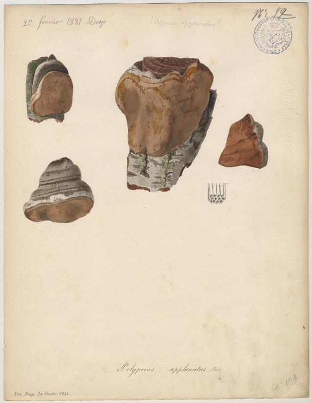 Ganoderme plat ; champignon