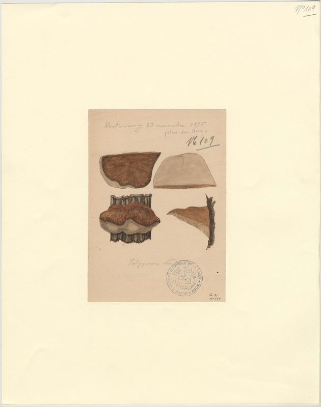 Polypore radié ; champignon