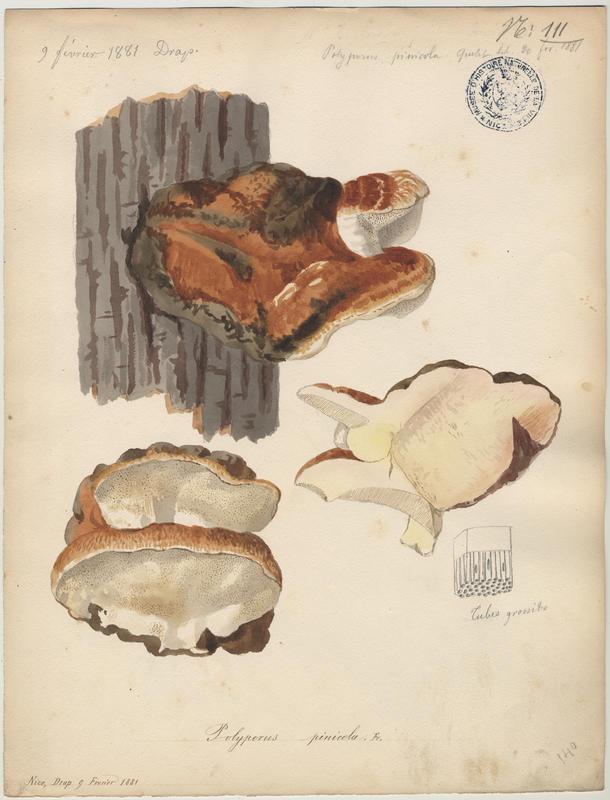 Polypore marginé ;  Amadouvier des pins ; champignon