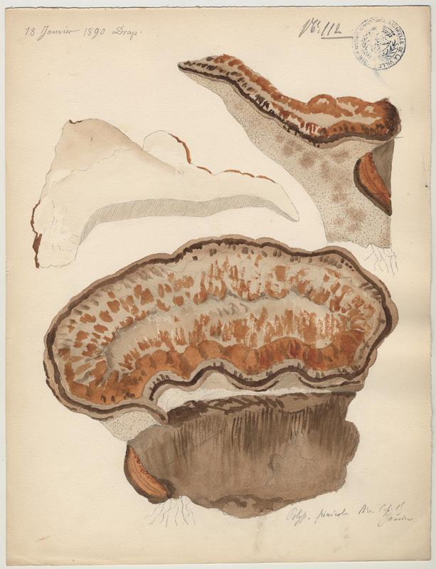 Polypore marginé ;  Amadouvier des pins ; champignon