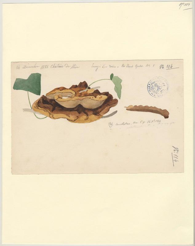 Polypore coquille ; champignon