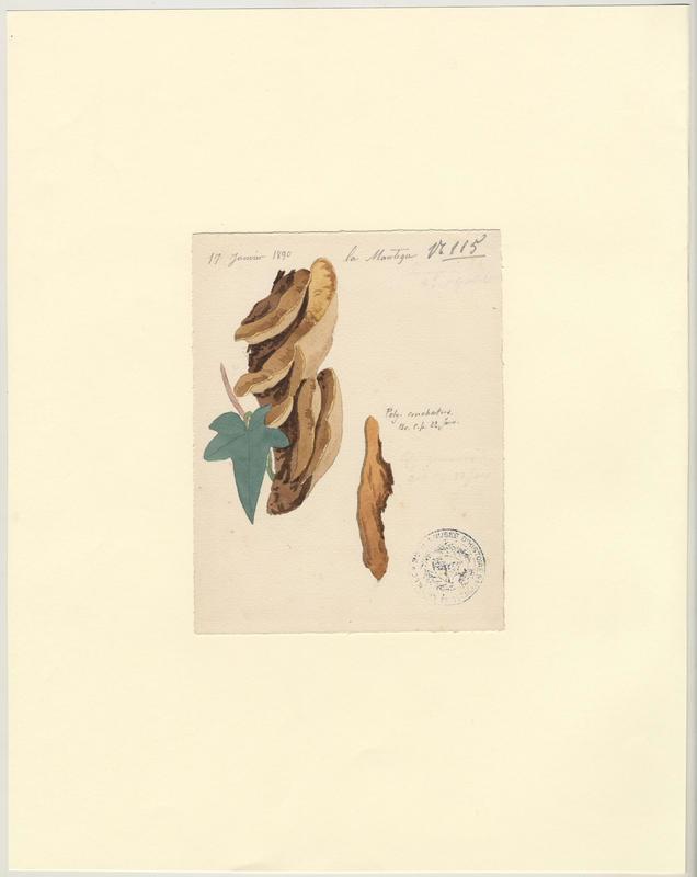 Polypore coquille ; champignon