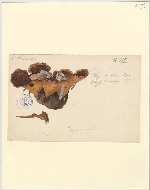 Polypore coquille ; champignon