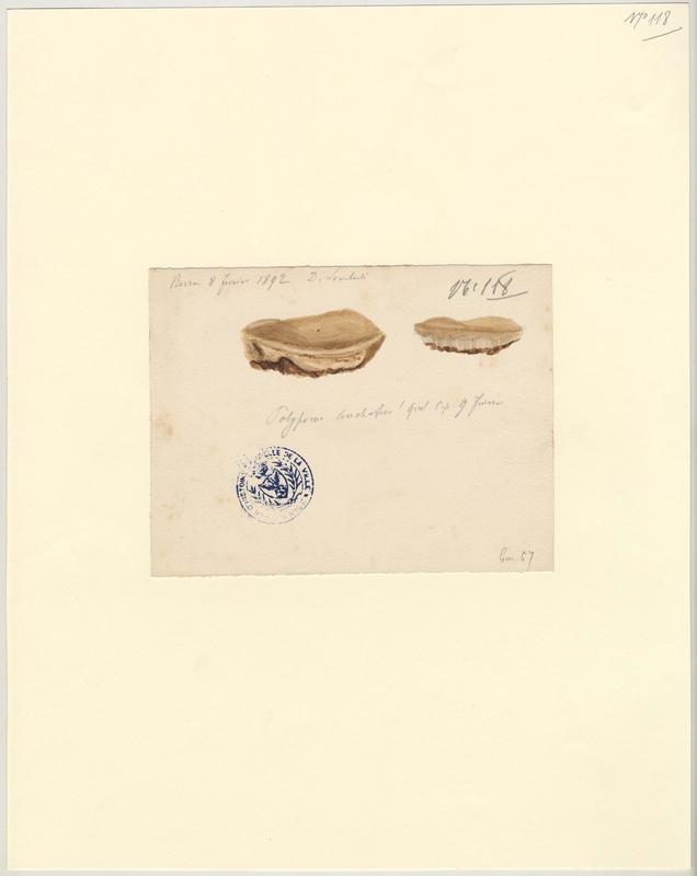 Polypore coquille ; champignon