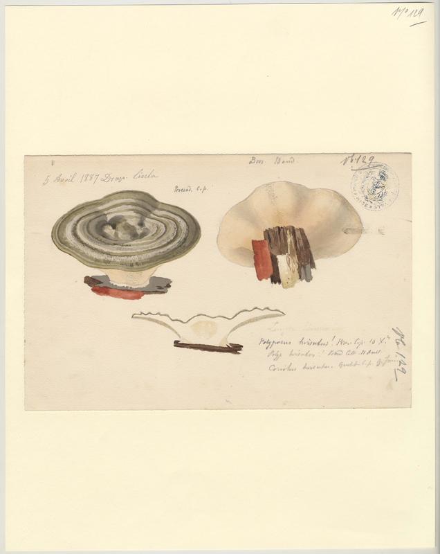 Tramète hirsute ; champignon