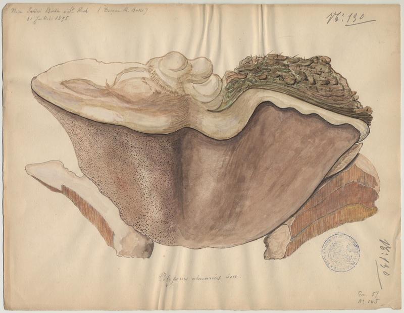 Polypore de l'orme ; champignon