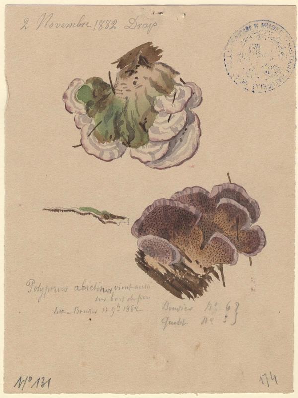 Polypore du sapin ; champignon