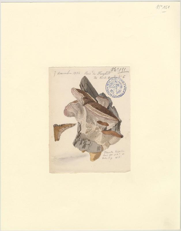 Tramète hérissée (?)  ; champignon