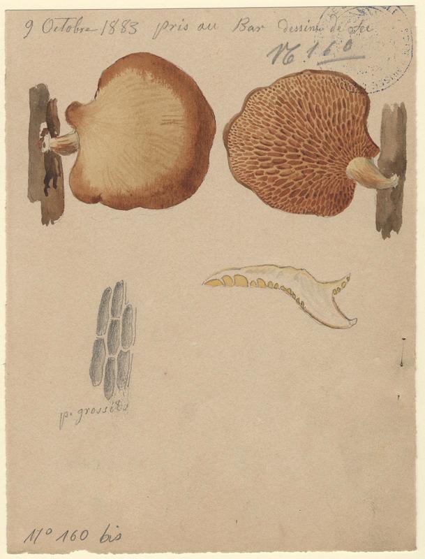 Polypore du mûrier ; champignon