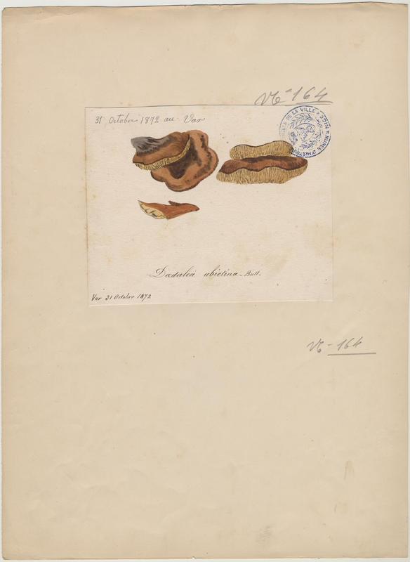 Lenzite du sapin ; champignon