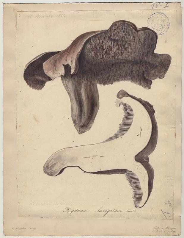 Sarcodon à pied blanc ; Sarcodon lisse ; champignon