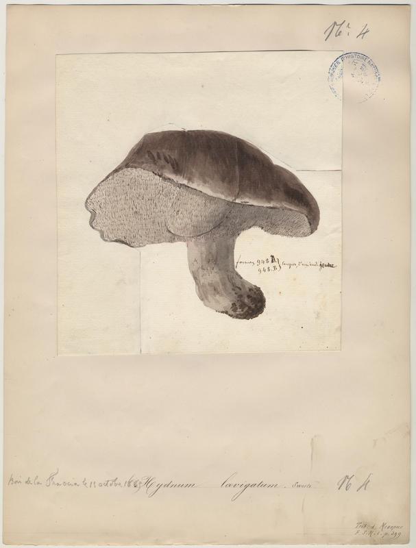 Sarcodon à pied blanc ; Sarcodon lisse ; champignon