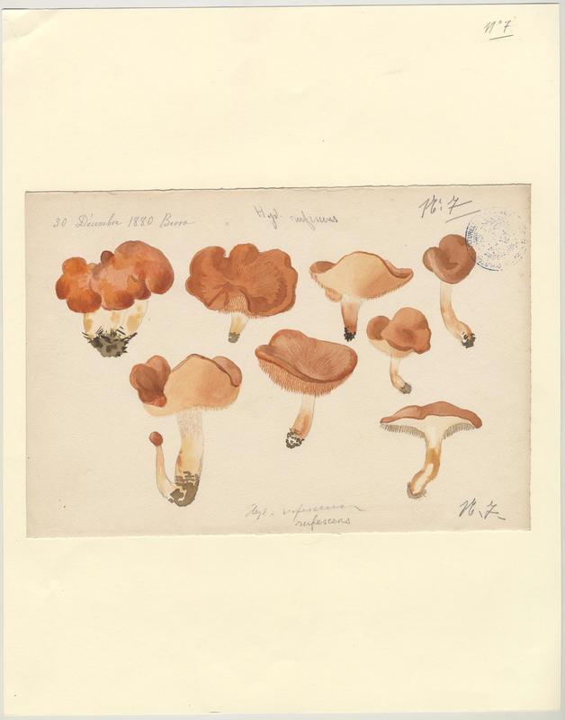 Hydne roussissant ; champignon