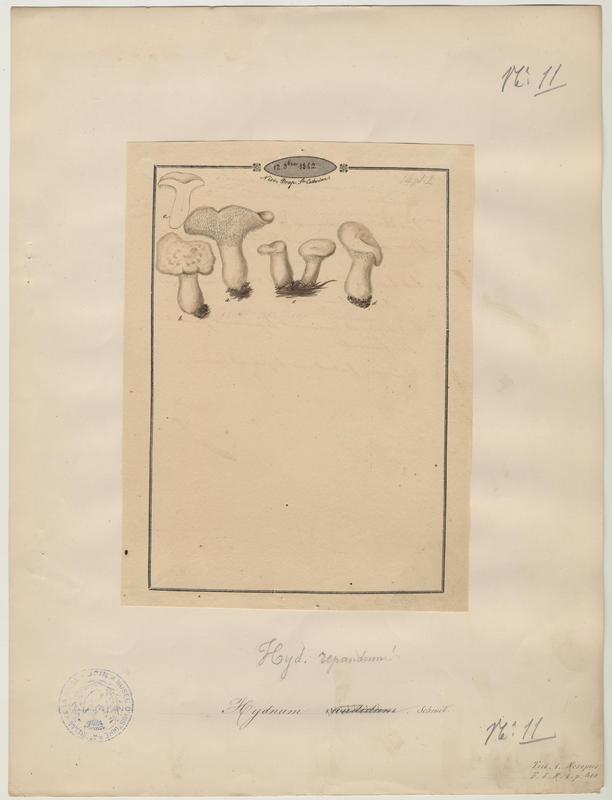 Hydne blanc (?) ; champignon