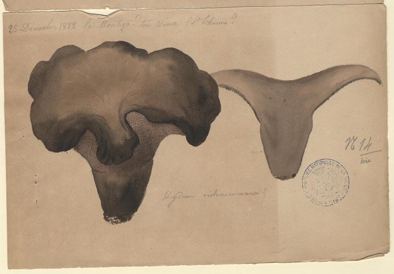 Hydne gris-violet (?) ; champignon