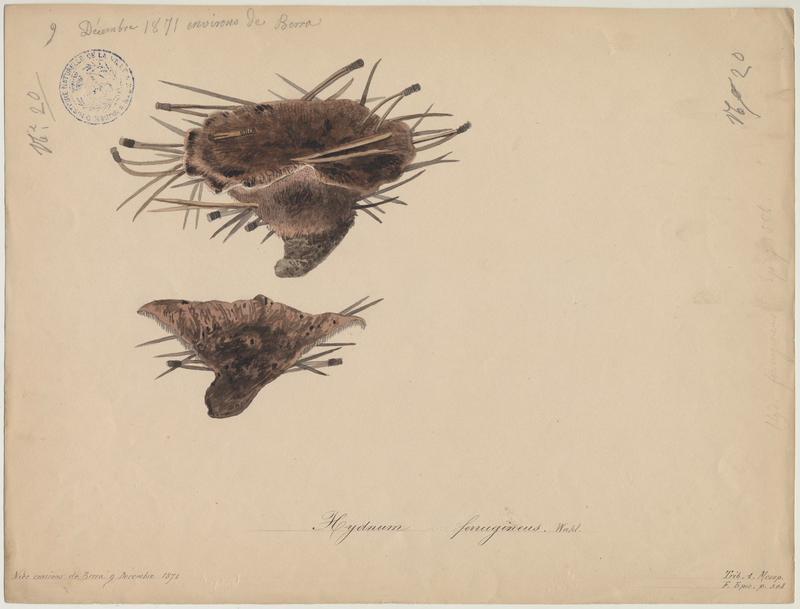 Hydne ferrugineux  (?) ; champignon