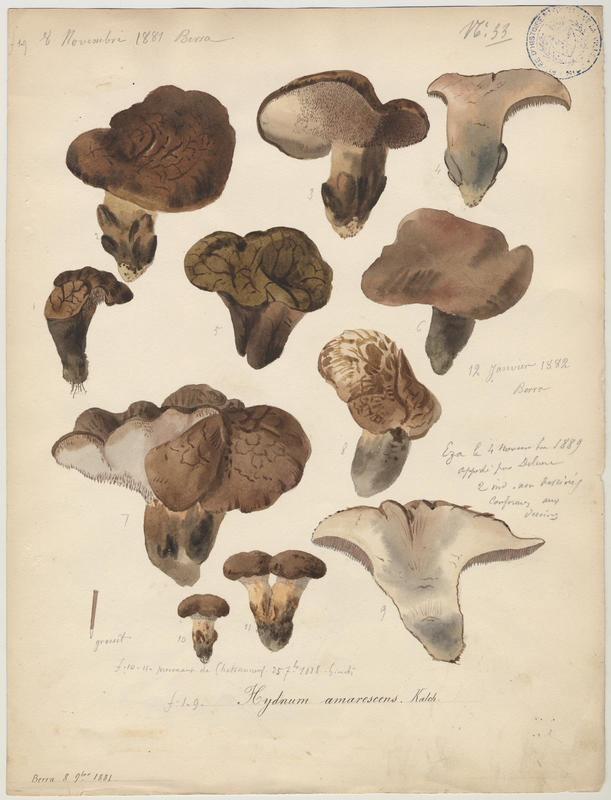 Hydne amer (?) ; champignon